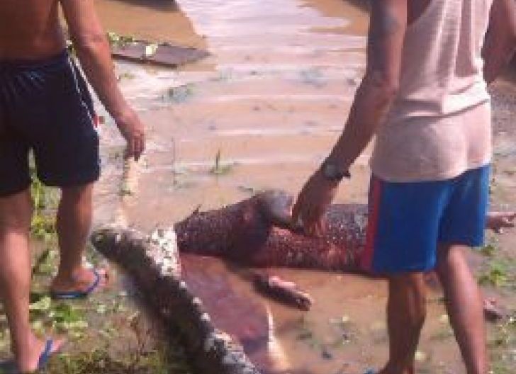 Photo of Warga Benua Martinus, Embaloh Hulu, Kapuas Hulu Temukan Piton Makan Ternak