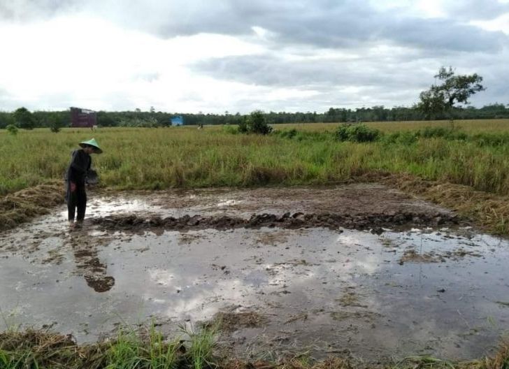 Photo of Petani Andalkan Metode Pertanian Pasang Surut