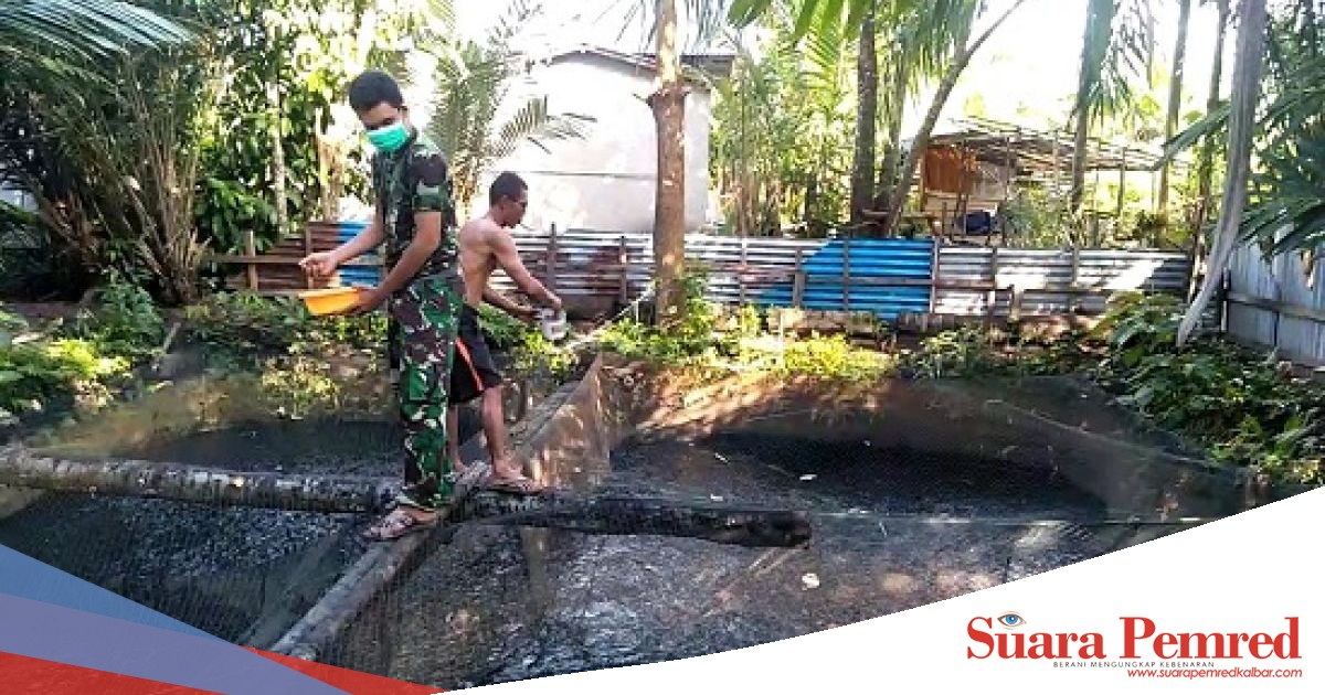 Belajar Pelihara Ikan Nila, Anggota Satgas TMMD Reguler Ke-108 Kodim