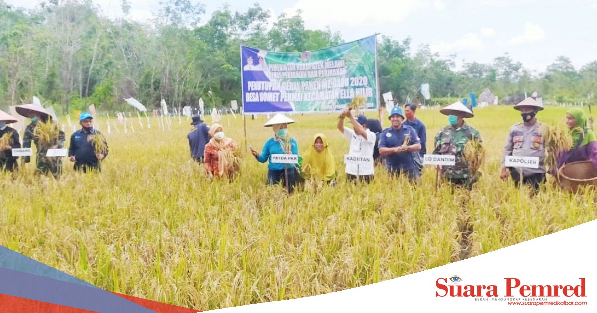 petani tetap produktif di masa covid 19