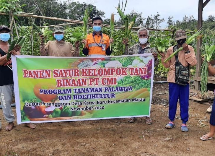 Photo of Kelompok Tani Binaan CITA di Kecamatan Marau Lakukan Kegiatan Panen Sayur