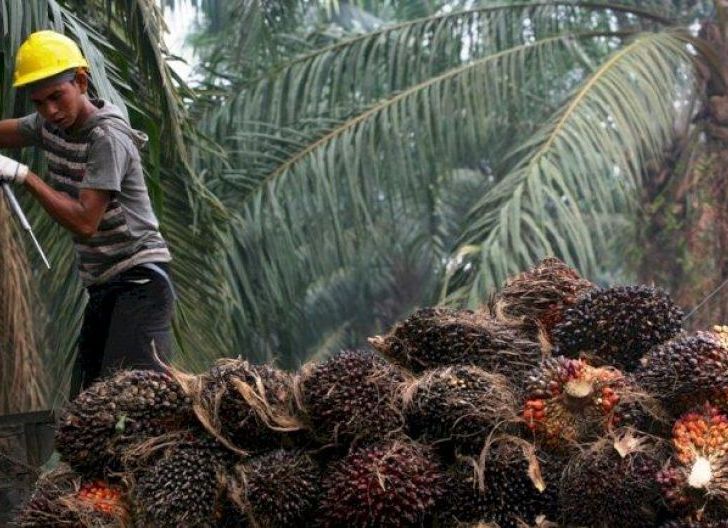 Photo of Kuota Ekspor CPO Indonesia Masih Diungguli Malaysia 