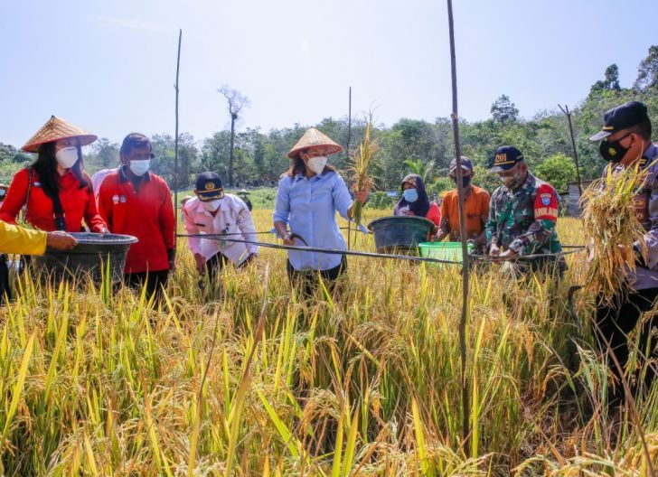 Photo of Perdana, Maria Lestari Panen Raya Padi di Desa Kerohok Kabupaten Landak