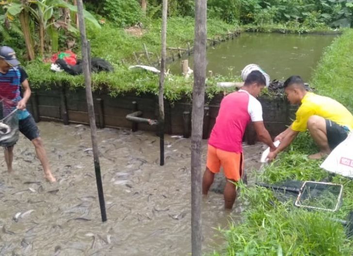 Photo of  Manfaatkan Lahan Kosong, Personel Armed 16/Komposit Ngabang Panen 800 Kg Ikan Lele