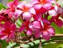 Selain Indah, Bunga Kamboja Juga Miliki Manfaat Sebagai Obat Herbal Loh