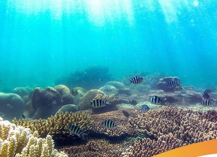 Photo of Temukan Spot Bawah Laut Paling Epik di Pulau Lemukutan
