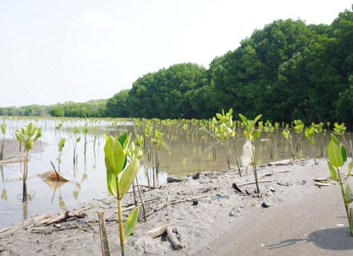 Photo of Bupati Muda Ajak Masyarakat Pesisir Lestarikan Mangrove