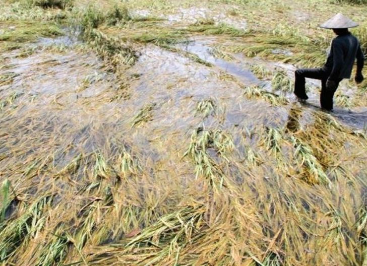 Photo of 168 Hektare Tanaman Padi Puso Akibat Banjir, Kerugian Petani Ditaksir Rp2,4 Miliar