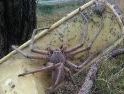 Heteropoda Maxima, Laba-laba Raksasa Pemburu: Alamak, Bisa Menyusup ke Loteng Rumah!