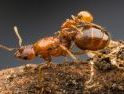 Semut Berevolusi Jadi Mahluk Cerdas ketika Manusia Punah?