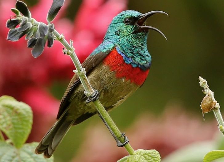 Photo of Burung Matahari Menyanyikan Lagu yang Sama selama Sejuta Tahun