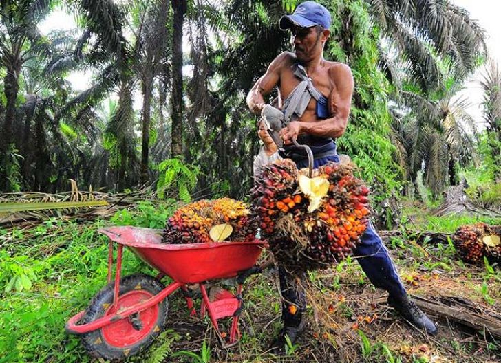 Photo of Malaysia Kuasai Pasar Sawit Usai Jokowi Terbitkan Larangan Ekspor CPO, Petani Indonesia Merana
