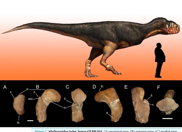 Photo of Abelisaurid,  Dinosaurus Mesir:  Jelek Luar Biasa tapi 'Bosnya' Dinosaurus!