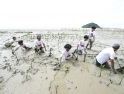 Jaga Ekosistem Pantai, Orang Muda Ganjar Kalbar Tanam 500 Bibit Mangrove