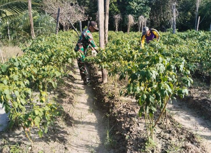 Photo of Sinergi di Lahan Cabai: Babinsa Paloh Turun Tangan Perkuat Ketahanan Pangan Desa Malek