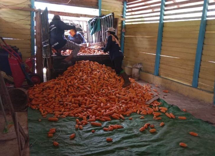 Photo of Polsek Toba Panen Jagung Demplot