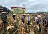 Photo of Polres Singkawang Panen Raya Jagung Serentak, Dukung Swasembada Pangan 2026