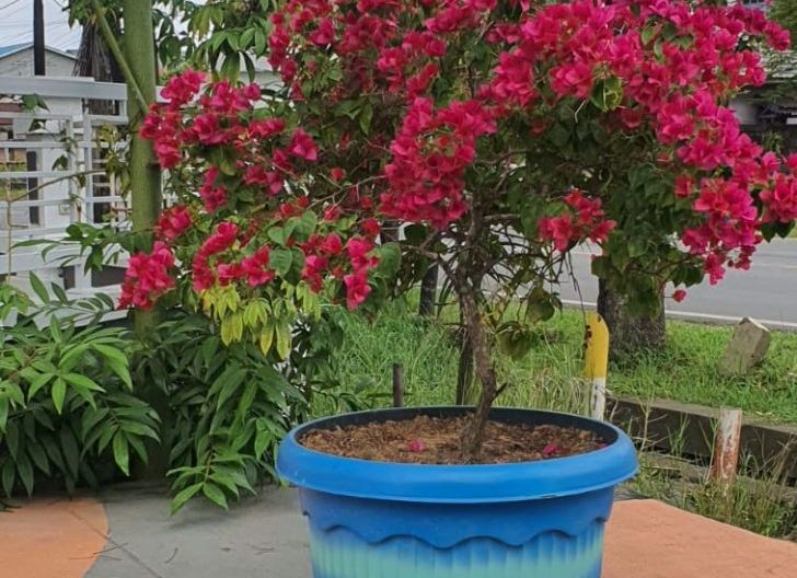 Photo of Pemkot Singkawang Tanam Ratusan Pot Bunga Bougenville, Persiapan Sambut Dua Event Besar