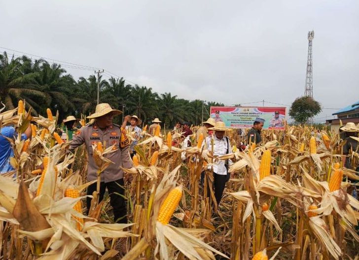 Photo of Kapolsek Mukok Pimpin Panen Jagung, Bukti Komitmen Polri untuk Kesejahteraan Warga