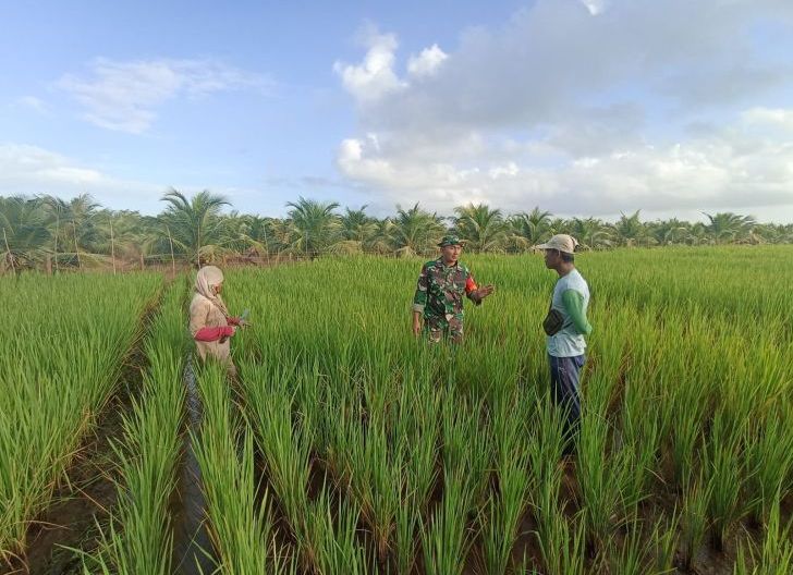 Photo of Dukung Ketahanan Pangan, Anggota Koramil 05/Pemangkat Laksanakan Komsos Bersama Petani Padi