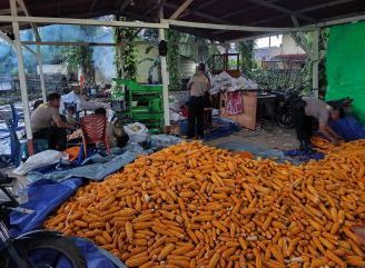 Pemipilan Jagung Hibrida Demplot Polsek Meliau Capai 3 Ton, Wujud Nyata Dukungan Ketahanan Pangan