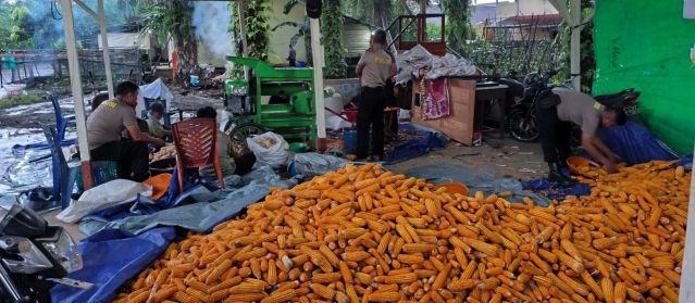 Pemipilan Jagung Hibrida Demplot Polsek Meliau Capai 3 Ton, Wujud Nyata Dukungan Ketahanan Pangan