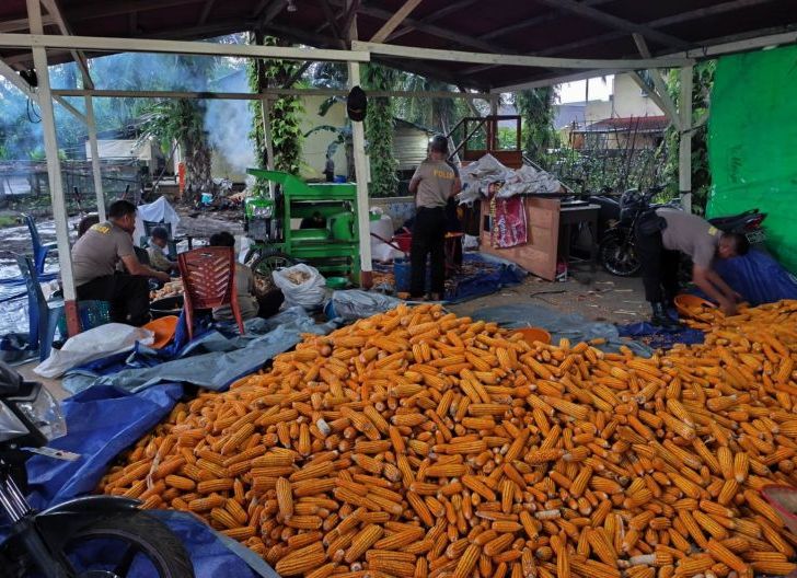 Photo of Pemipilan Jagung Hibrida Demplot Polsek Meliau Capai 3 Ton, Wujud Nyata Dukungan Ketahanan Pangan