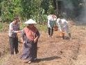 Warga dan Polsek Silat Hulu Tanam Jagung Dukung Ketahanan Pangan