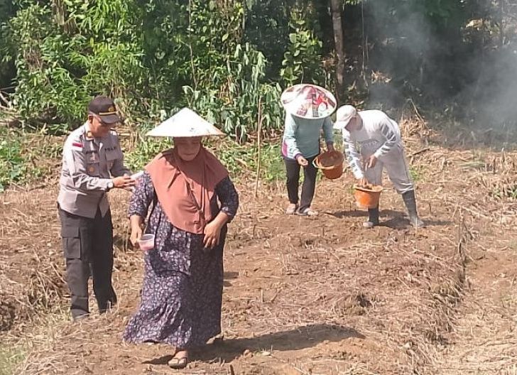 Photo of Warga dan Polsek Silat Hulu Tanam Jagung Dukung Ketahanan Pangan