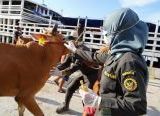 Photo of Jelang Iduladha, Karantina Kalbar Perketat Pengawasan Hewan Kurban dari Luar Daerah