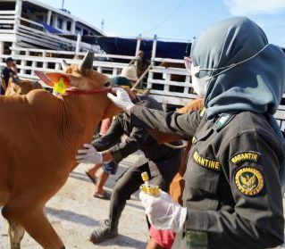 Jelang Iduladha, Karantina Kalbar Perketat Pengawasan Hewan Kurban dari Luar Daerah