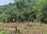 Photo of Satgas TMMD Ke-128 Kodim 1204/Sanggau Rampungkan Penanaman 1.000 Pohon di Desa Semayang