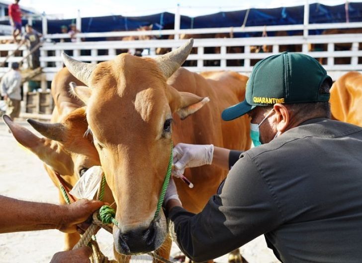 Photo of Jelang Iduladha 1447 Hijriah, Karantina Kalbar Perketat Pengawasan Hewan Kurban dari Luar Daerah