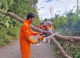Photo of Tim Pusdalops BPBD Sanggau Sigap Lakukan Evakuasi Pohon Tumbang
