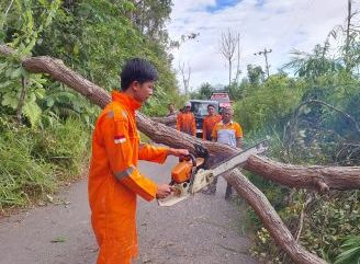 Tim Pusdalops BPBD Sanggau Sigap Lakukan Evakuasi Pohon Tumbang
