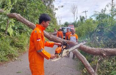 Tim Pusdalops BPBD Sanggau Sigap Lakukan Evakuasi Pohon Tumbang