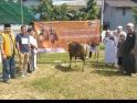 Hanura Singkawang Sumbang Dua Ekor Hewan Kurban ke Pesantren Makarim El Akhlak