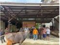 Hanura Sintang Berkurban Satu Ekor Sapi untuk Masyarakat Sekitar