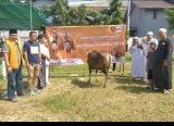 Photo of Hanura Singkawang Sumbang Dua Ekor Hewan Kurban ke Pesantren Makarim El Akhlak