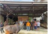Photo of Hanura Sintang Berkurban Satu Ekor Sapi untuk Masyarakat Sekitar