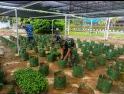 Perkuat Ketahanan Pangan, Lanud Supadio Optimalkan Lahan Produktif dengan Budidaya Cabai