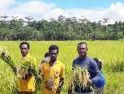 Program Ketahanan Pangan Papua Dorong Kemandirian Ekonomi Bagi Petani Lokal
