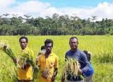 Photo of Program Ketahanan Pangan Papua Dorong Kemandirian Ekonomi Bagi Petani Lokal