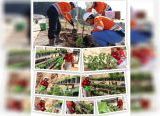 Photo of KIPP Pulau Penebang Komitmen Jadi Industri Berkelanjutan, Tanam Pohon dan Kembangkan Flora Endemik