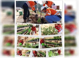 KIPP Pulau Penebang Komitmen Jadi Industri Berkelanjutan, Tanam Pohon dan Kembangkan Flora Endemik