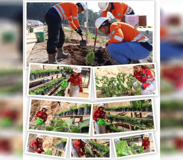 KIPP Pulau Penebang Komitmen Jadi Industri Berkelanjutan, Tanam Pohon dan Kembangkan Flora Endemik
