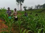 Photo of Dukung Ketahanan Pangan Nasional, Polsek Beduai Intensifkan Perawatan Demplot Jagung di Desa Thang Raya