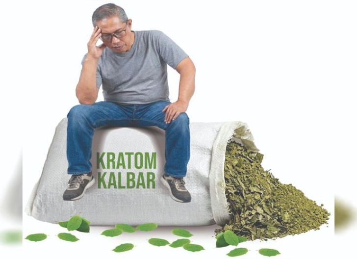 Photo of Kratom Kalbar Semakin Tenggelam, Desak Pemerintah Bangun Percepatan Hilirisasi, Pengusaha Soroti Anjloknya Daya Saing dan Harga