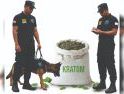 Kratom Dilarang Masuk ke Amerika, BNN: Kratom Berpotensi Menimbulkan Ketergantungan dan Harus Diawasi Ketat