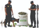 Photo of Kratom Dilarang Masuk ke Amerika, BNN: Kratom Berpotensi Menimbulkan Ketergantungan dan Harus Diawasi Ketat